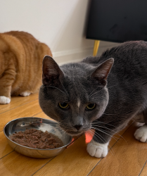 Lost Male Cat last seen Gateway at carteret, Carteret, NJ 07008
