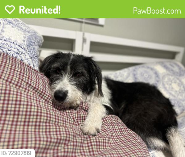 Reunited Female Dog last seen John Adams Parkway, Idaho Falls, ID 83401