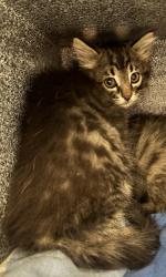 Shelter Stray Male Cat last seen Near S Mesa Drive, UNINCORPORATED COUNTY, UT, 84093, 511 W 3900 S, Salt Lake City, UT 84123, USA