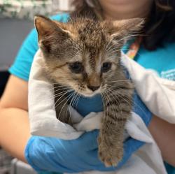 Shelter Stray Female Cat last seen ACC of NYC, NEW YORK, NY, 10029, 326 E 110th St, New York, NY 10029, USA