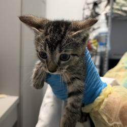Shelter Stray Male Cat last seen ACC of NYC, NEW YORK, NY, 10029, 326 E 110th St, New York, NY 10029, USA