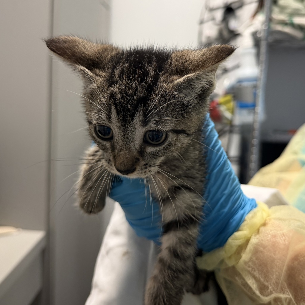 Shelter Stray Male Cat last seen ACC of NYC, NEW YORK, NY, 10029, 326 E 110th St, New York, NY 10029, USA
