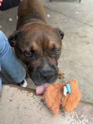 Shelter Stray Male Dog last seen Reed Avenue, San Diego, CA, 92107, 5500 Gaines St, San Diego, CA 92110, USA
