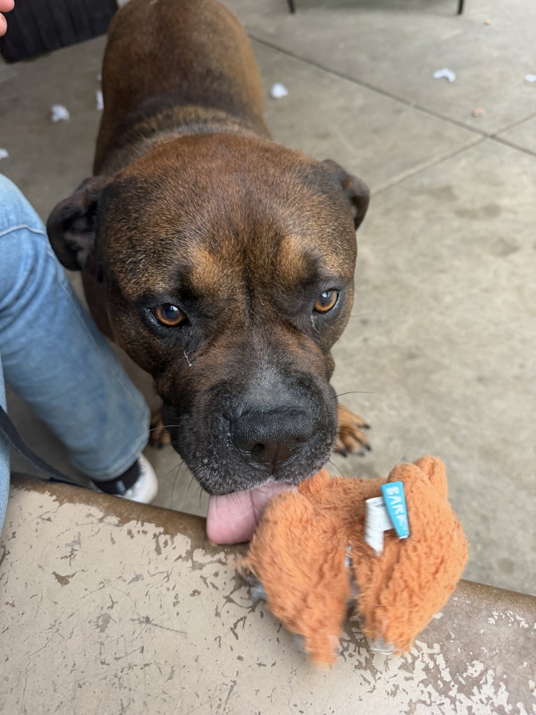 Shelter Stray Male Dog last seen Reed Avenue, San Diego, CA, 92107, 5500 Gaines St, San Diego, CA 92110, USA