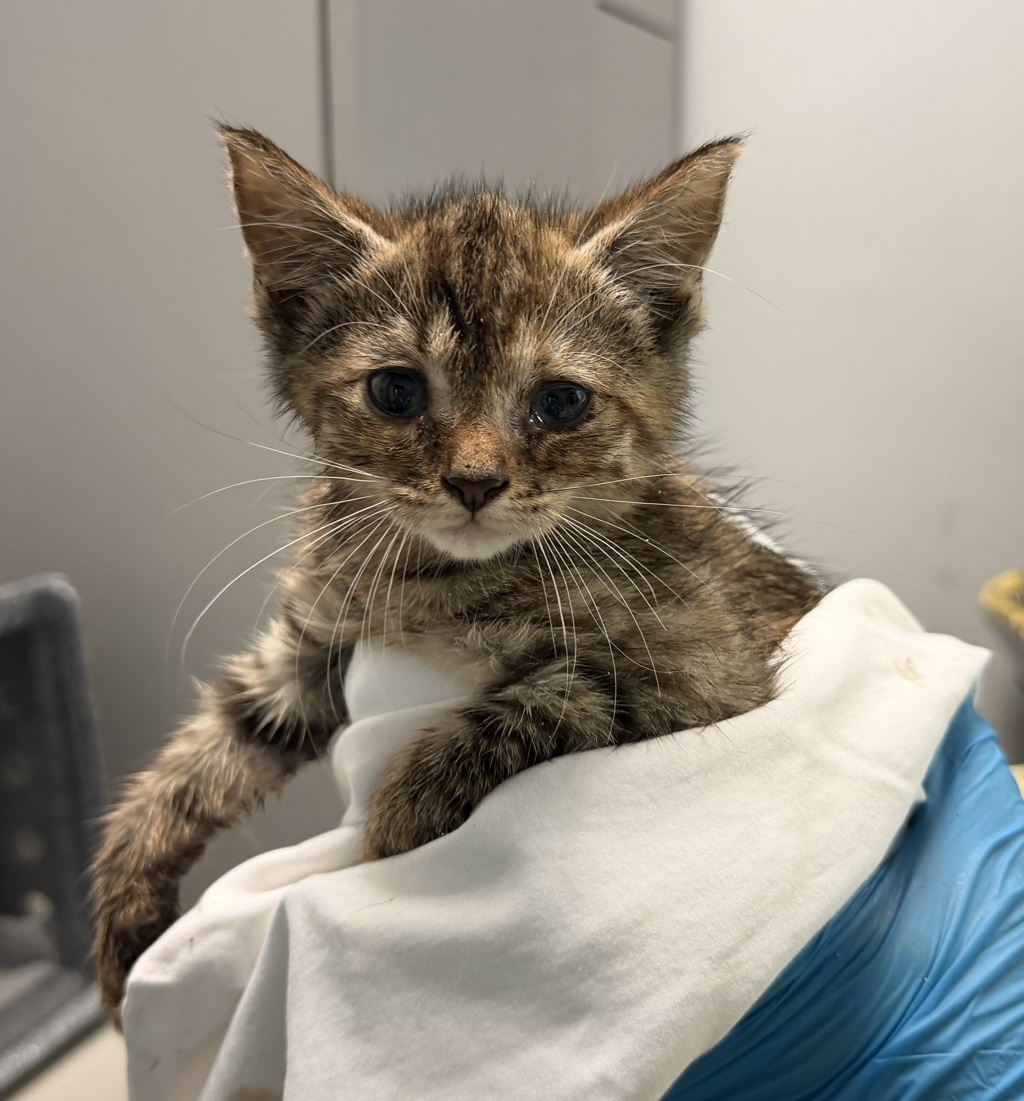 Shelter Stray Female Cat last seen ACC of NYC, NEW YORK, NY, 10029, 326 E 110th St, New York, NY 10029, USA
