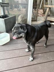 Found/Stray Male Dog last seen Florence & Compton, Los Angeles, CA 90001