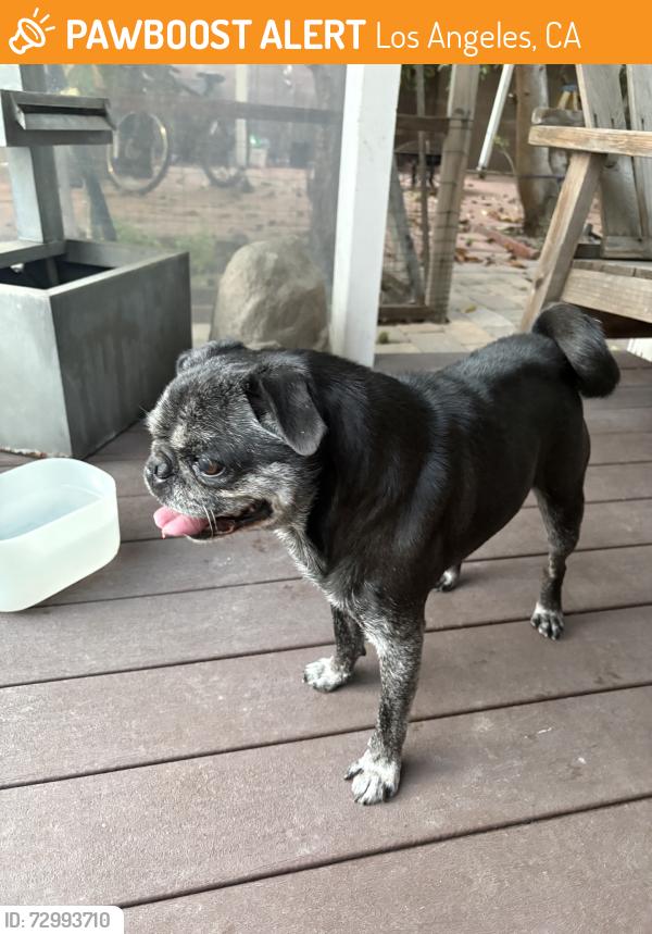 Found/Stray Male Dog last seen Florence & Compton, Los Angeles, CA 90001