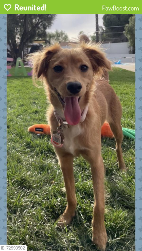 Reunited Female Dog last seen Alexander and Citracado, Escondido, CA 92025