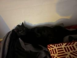 Lost Male Cat last seen Near paddlewheel dr , Marietta, GA 30062
