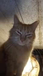 Reunited Male Cat last seen Ocelot point, Homosassa Springs, FL 34446