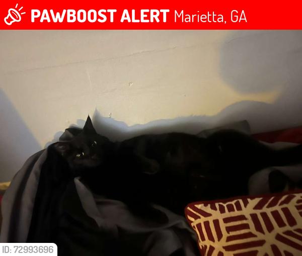Lost Male Cat last seen Near paddlewheel dr , Marietta, GA 30062