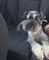 Lost Female Dog last seen Helix way , Chula Vista, CA 91911