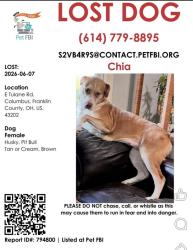Lost Female Dog last seen E Tulane , Columbus, OH 43202