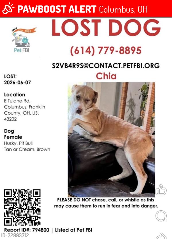 Lost Female Dog last seen E Tulane , Columbus, OH 43202