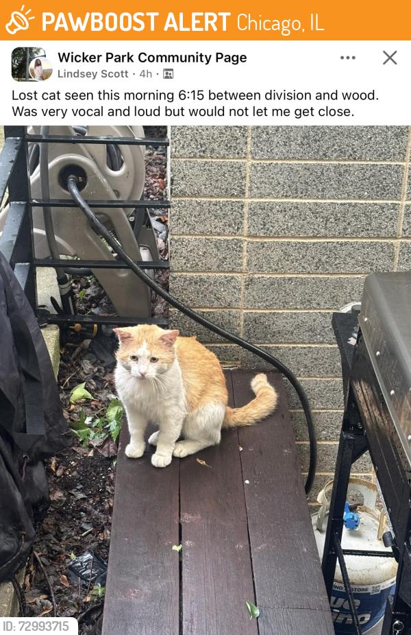 Found/Stray Unknown Cat last seen Near Wood and Division, in Wicker Park, Chicago, IL 60622