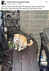 Found/Stray Unknown Cat last seen Near Wood and Division, in Wicker Park, Chicago, IL 60622