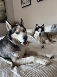 Found/Stray Unknown Dog last seen Estrella Parkway, Goodyear, AZ 85338