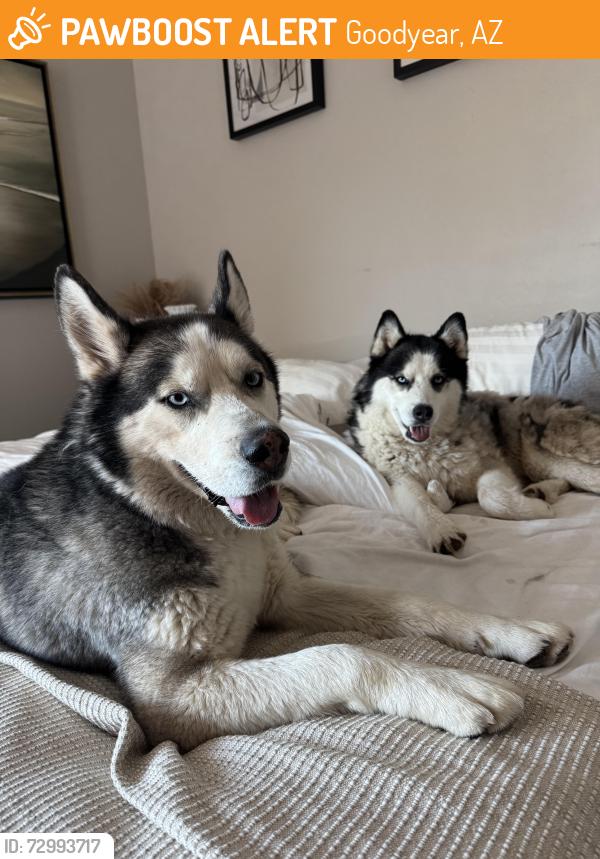 Found/Stray Unknown Dog last seen Estrella Parkway, Goodyear, AZ 85338
