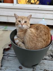 Lost Male Cat last seen Near Little Ceaser’s , Denton, TX 76201