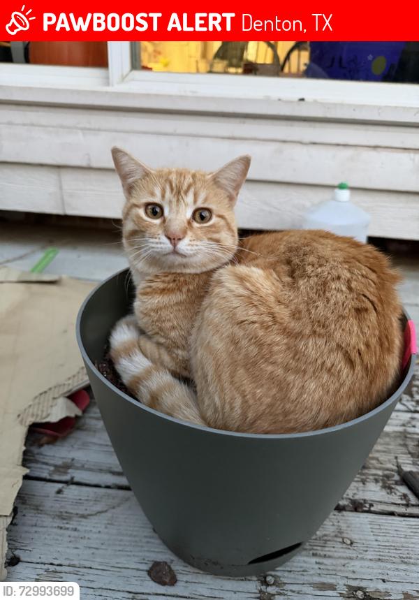 Lost Male Cat last seen Near Little Ceaser’s , Denton, TX 76201