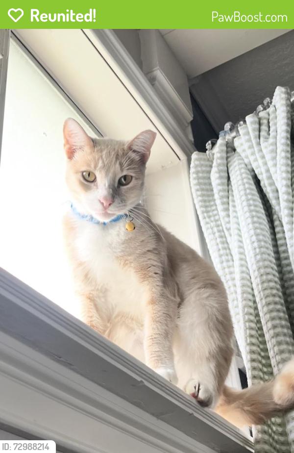 Reunited Male Cat last seen Near Pecan Dr, La Porte, TX 77571, USA, La Porte, TX 77571