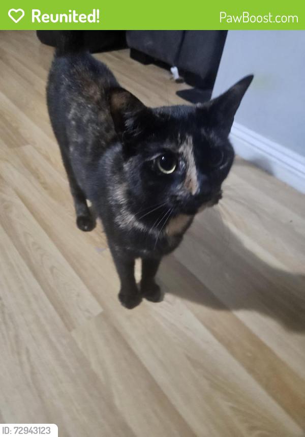 Reunited Female Cat last seen Near St Constantine primary, Glasgow City, Scotland G51