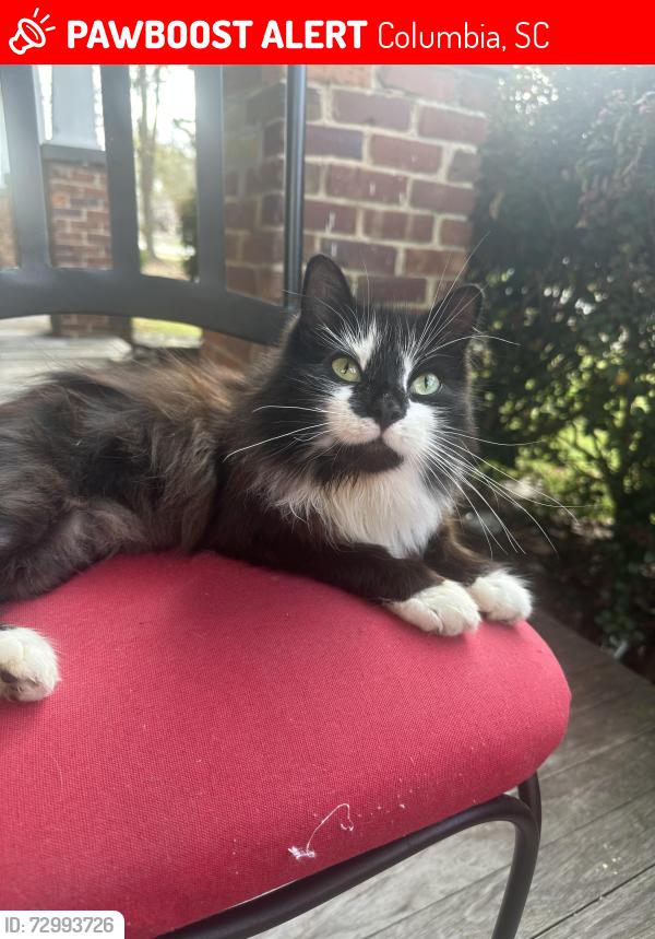 Lost Female Cat last seen Corner of River Drive & Northwood Street, Columbia, SC 29201