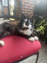 Lost Female Cat last seen Corner of River Drive & Northwood Street, Columbia, SC 29201