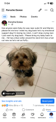 Lost Male Dog last seen E warren, Detroit, MI 48224