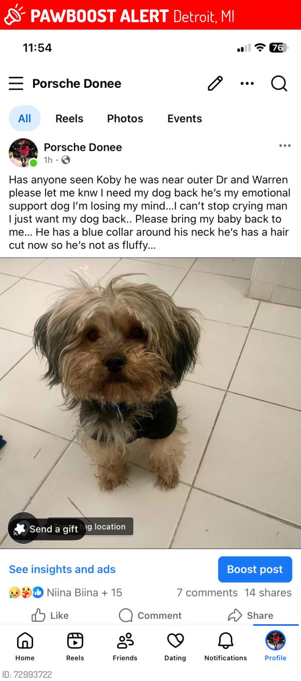 Lost Male Dog last seen E warren, Detroit, MI 48224