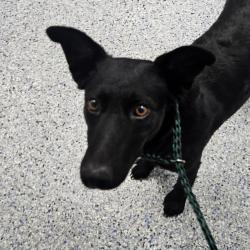 Shelter Stray Female Dog last seen , 328 Furman Hall Rd, Greenville, SC 29609, USA