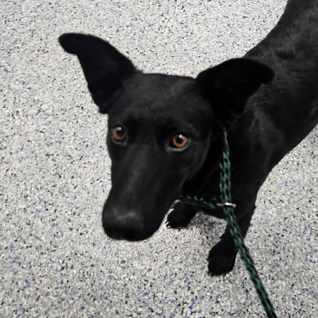 Shelter Stray Female Dog last seen , 328 Furman Hall Rd, Greenville, SC 29609, USA