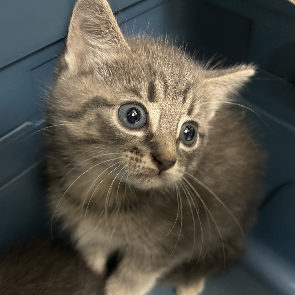 Shelter Stray Male Cat last seen , 1211 Old Graves Mill Rd, Lynchburg, VA 24502, USA