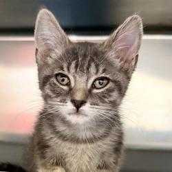 Shelter Stray Female Cat last seen , 4575 E Mesquite Ave, Palm Springs, CA 92264, USA
