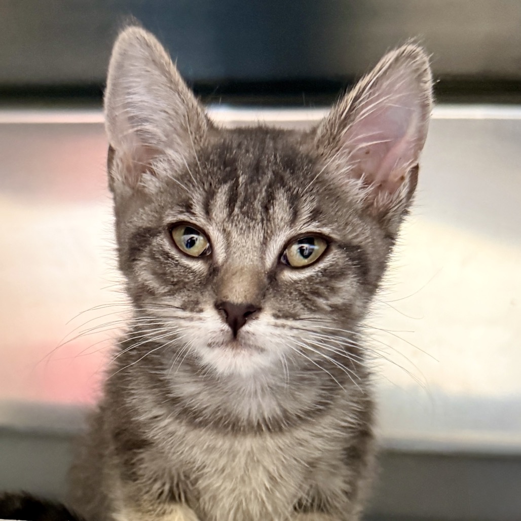 Shelter Stray Female Cat last seen , 4575 E Mesquite Ave, Palm Springs, CA 92264, USA