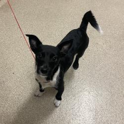 Shelter Stray Male Dog last seen , 54687 Co Rd 19, Bristol, IN 46507, USA
