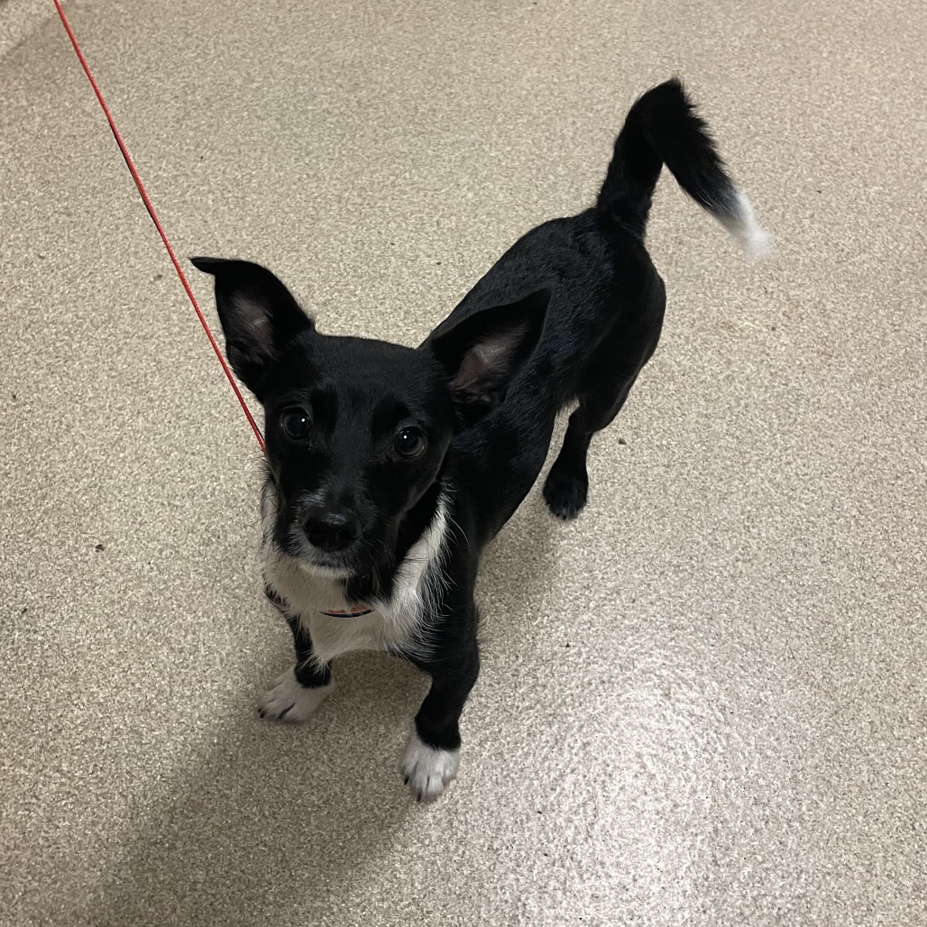 Shelter Stray Male Dog last seen , 54687 Co Rd 19, Bristol, IN 46507, USA