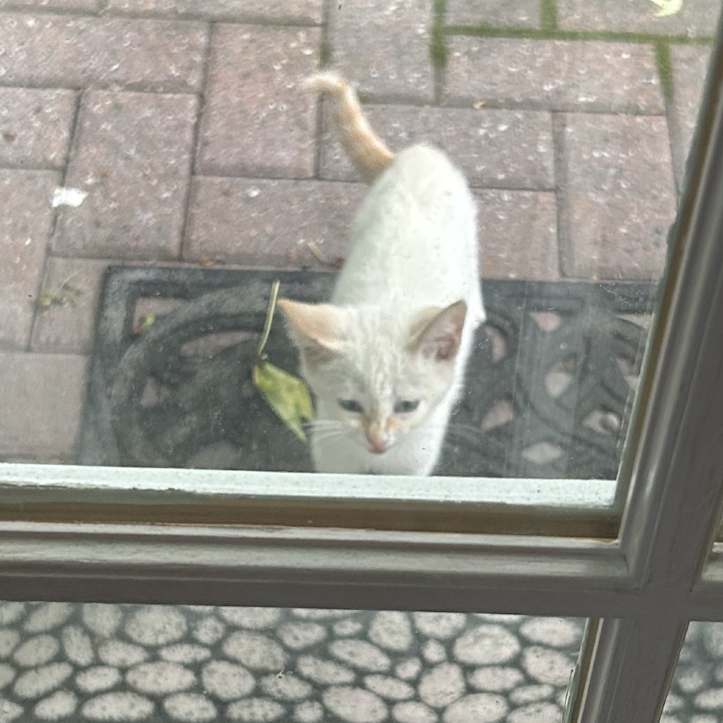 Shelter Stray Male Cat last seen , 980 Guilford College Rd, Greensboro, NC 27409, USA