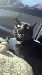 Lost Female Cat last seen Ashford place, Tomball, TX 77375