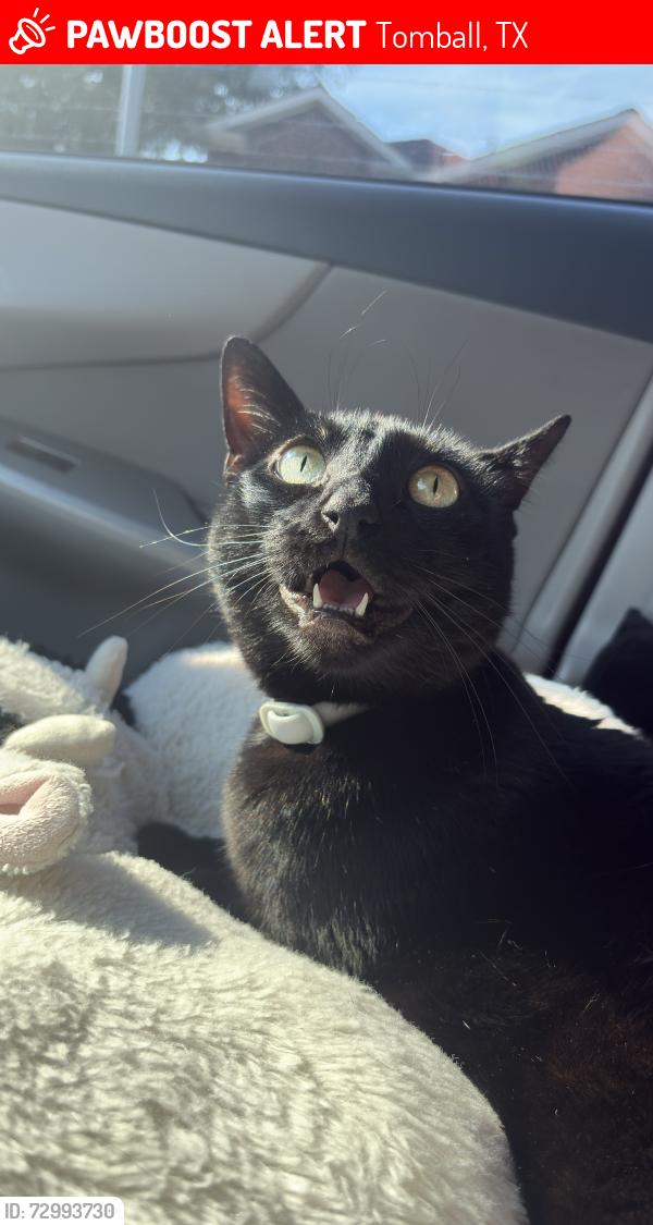 Lost Female Cat last seen Ashford place, Tomball, TX 77375