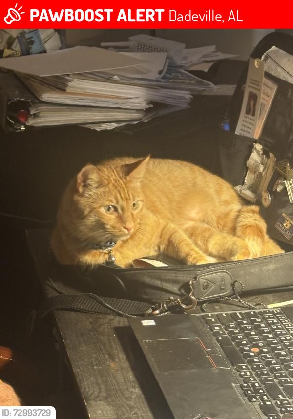 Lost Female Cat last seen Near Kidds Cove Drive, Dadeville, AL, Dadeville, AL 36853