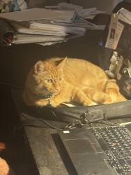 Lost Female Cat last seen Near Kidds Cove Drive, Dadeville, AL, Dadeville, AL 36853