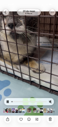 Lost Female Cat last seen Near st and 207 ave Miami fl, Miami-Dade County, FL 33031