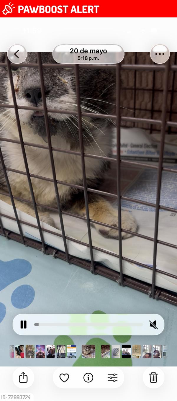 Lost Female Cat last seen Near st and 207 ave Miami fl, Miami-Dade County, FL 33031