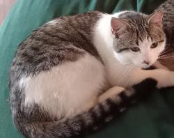 Lost Male Cat last seen cedar lake next to cedar lake speedway, Alden, WI 54017