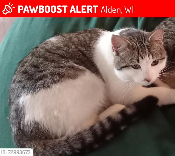 Lost Male Cat last seen cedar lake next to cedar lake speedway, Alden, WI 54017