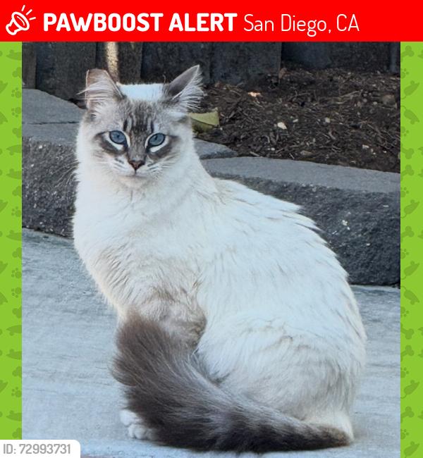Lost Female Cat last seen Buckhurst Avenue , San Diego, CA 92126