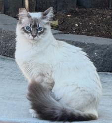 Lost Female Cat last seen Buckhurst Avenue , San Diego, CA 92126