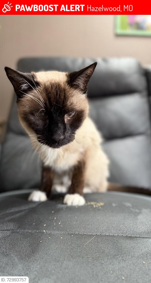 Lost Male Cat last seen Tulip Tree Lane and MO Bottom Rd. , Hazelwood, MO 63042