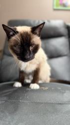 Lost Male Cat last seen Tulip Tree Lane and MO Bottom Rd. , Hazelwood, MO 63042